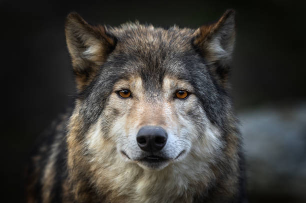 Les Loups